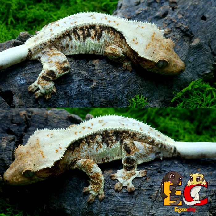 47. Gekon orzęsiony Lilly white samica Egzocity