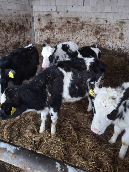 Jałowiki HO Żerłaki mleczne