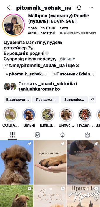 Преміум пудель рудий хлопчик Teddy