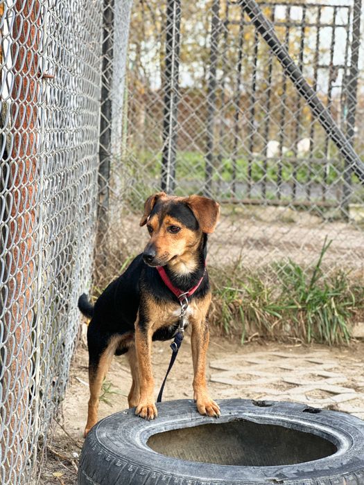 Dżamal - mały pies, który po prostu chce mieć dom