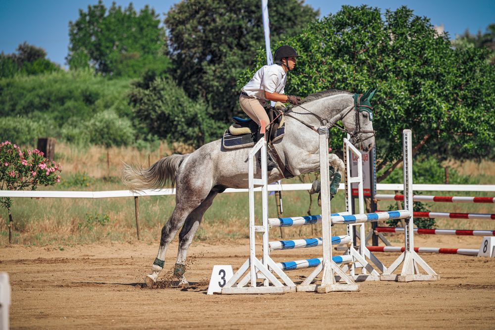 Cavalo castrado 7anos