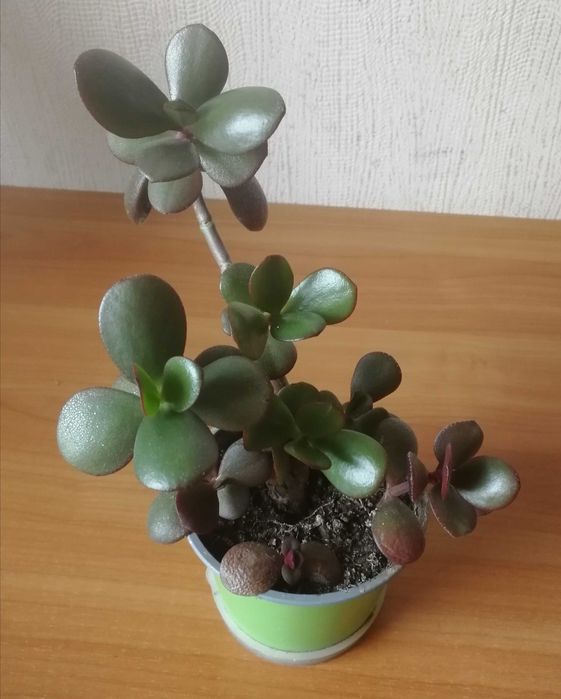 Грошове дерево. Крассула