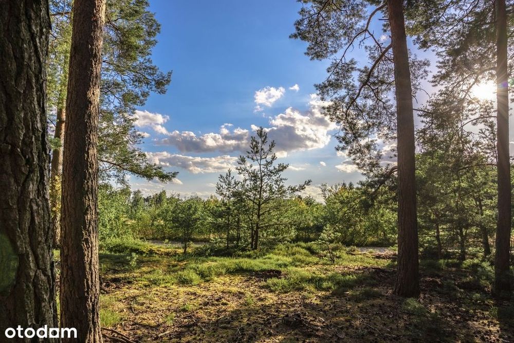Widok na las, 5 min od miasta - Więcej
