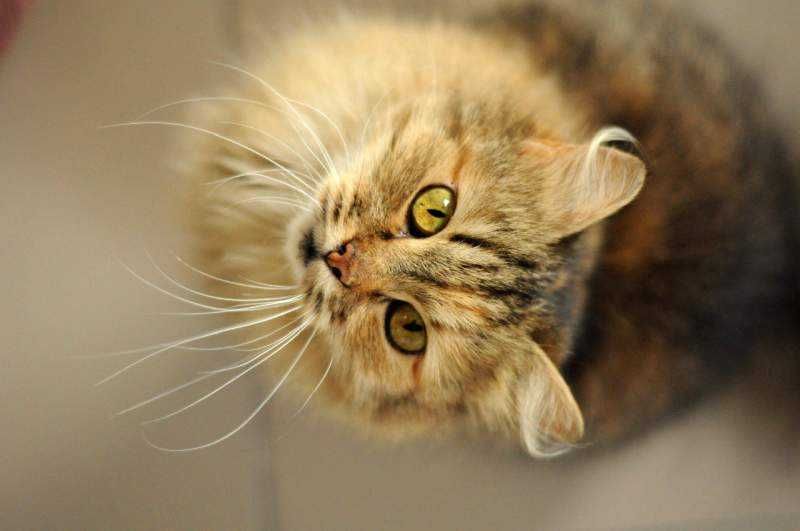 Нежная очаровательная девочка Аризона, 3 годика, ждет, кошка, кошечка