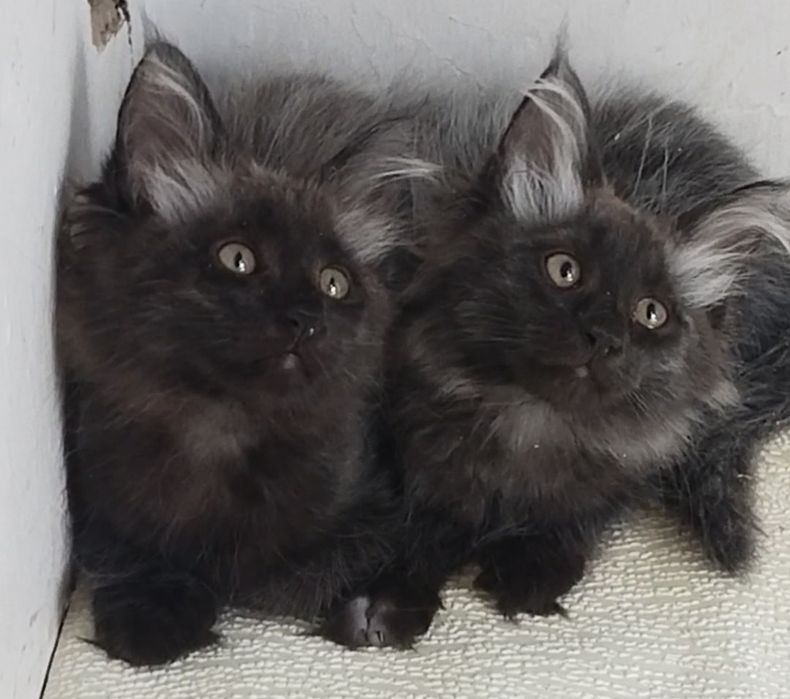 предлагаются девочки мейн-кун