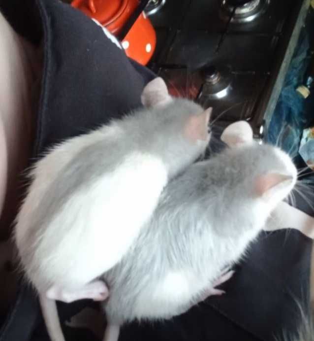 Продаю Щюрів (Крысы Декоратывни)