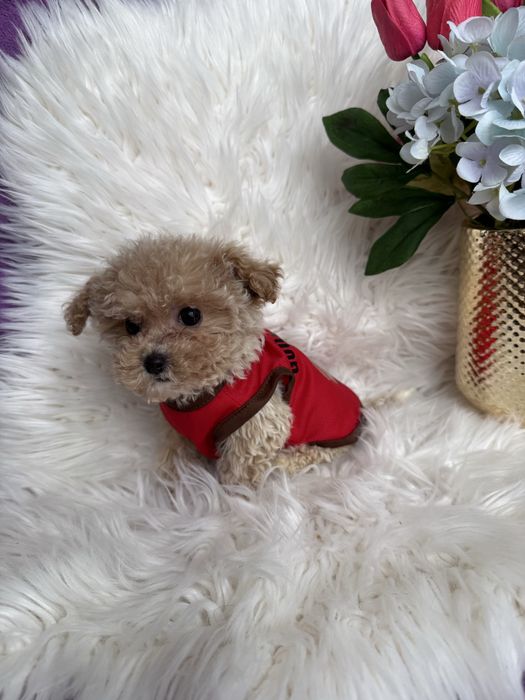 Цуценятка мальтипу ф1