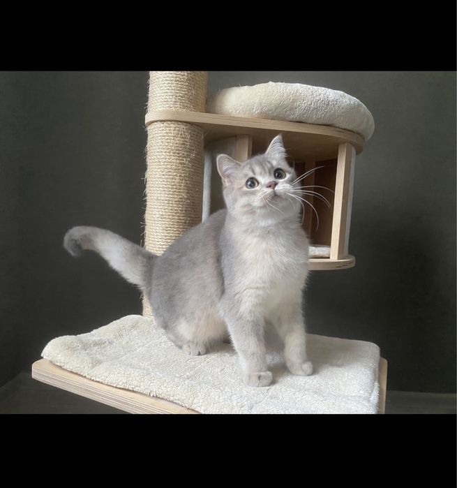 Шотландські котики з документами