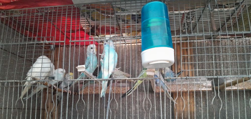 Vendo piriquitos 2025