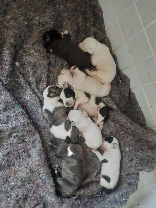 Cao para doação