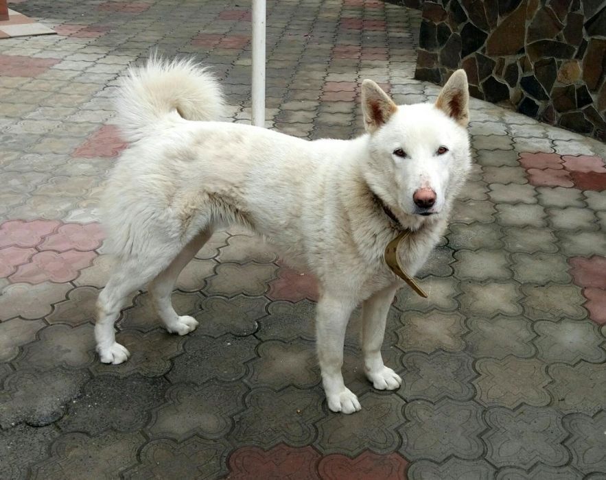 Вязка Західно-сибірська лайка кобель