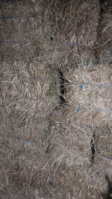 Vendo fardos pequenos feno nasçediço da colheita de 2025