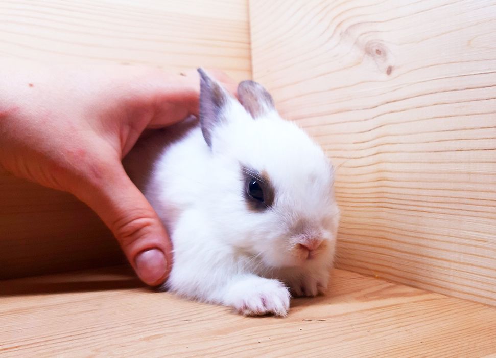 Карликовые миниатюрные декорат.торчеухие и вислоухие кролики и клетки