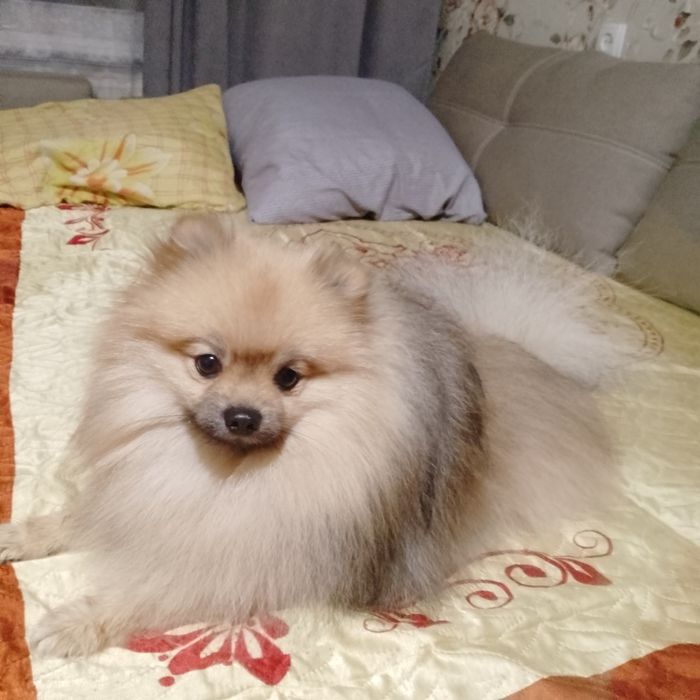 (Помераньський шпіц) Хлопчик шукає дівчинку