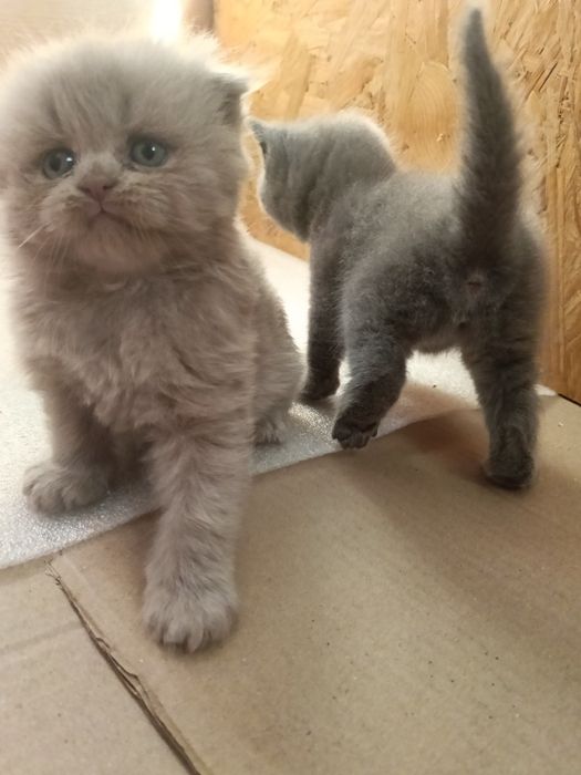 Ліловий висловухий хлопчик.