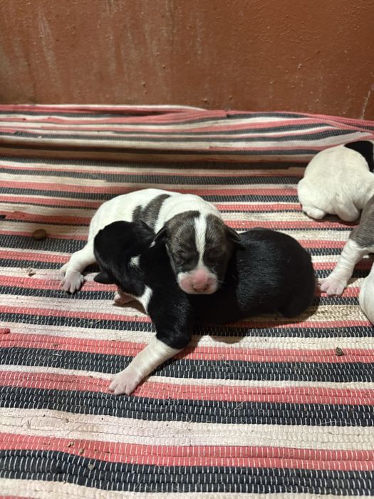 Cães de Gado Transmontano PUROS