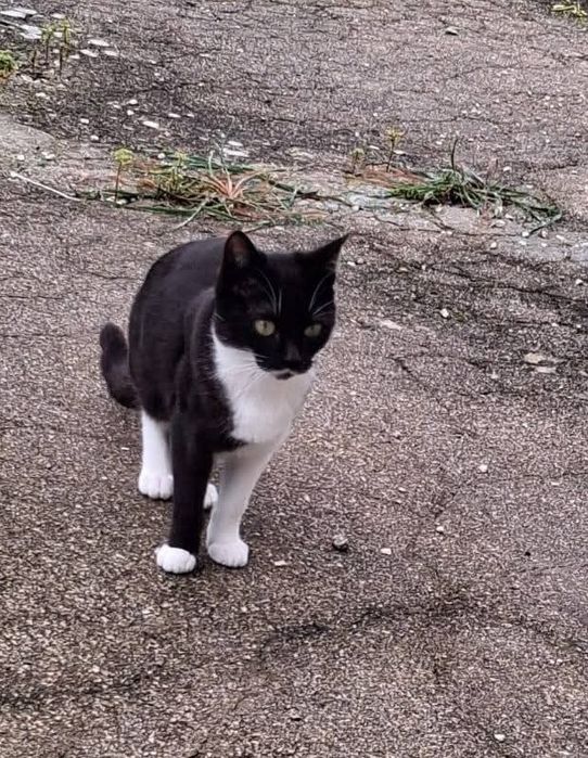 Tata - gatinha jovem para adoção responsável