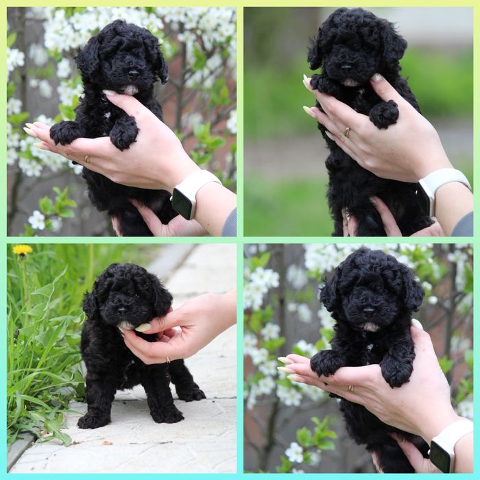 Малыши в продаже ,мальтипу щенки