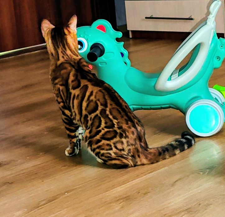 Вязка Бенгальського