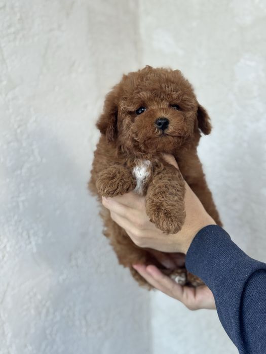 Дівчинка мальтіпу стандарт 4-5  кг