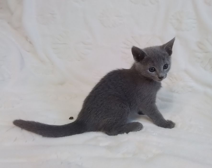 Kocurek rosyjski niebieski. Rodowód  FPL/FIFe