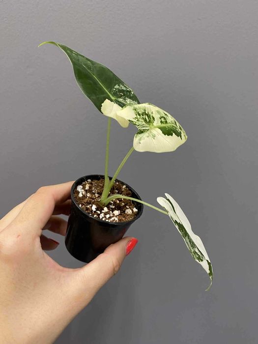 Alokazja Frydek Variegata D 6 cm Alocasia