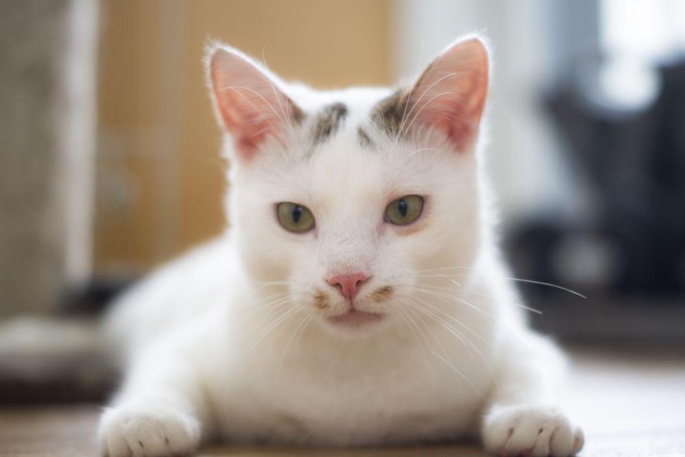 Felicjan - kotek do adopcji