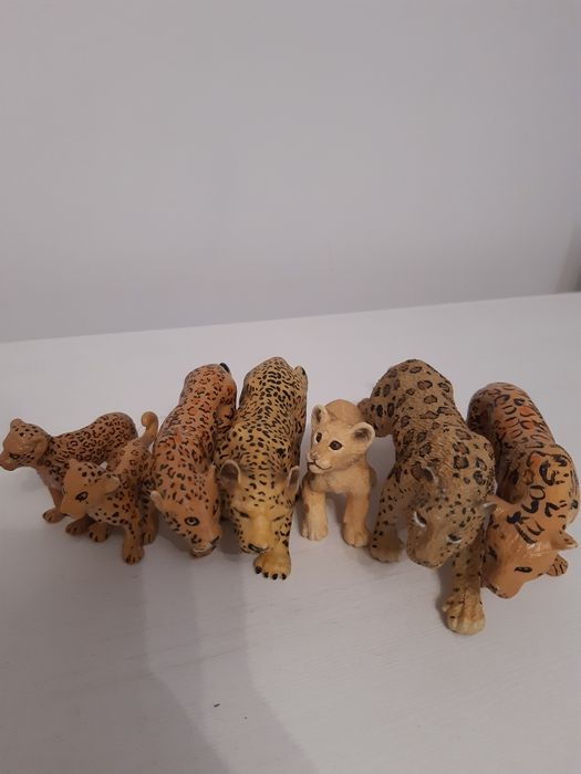 Rodzina gepardów