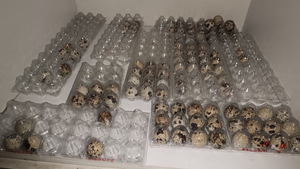 Codornizes Gigantes e Ovos Galados | Celadon e Raças Raras