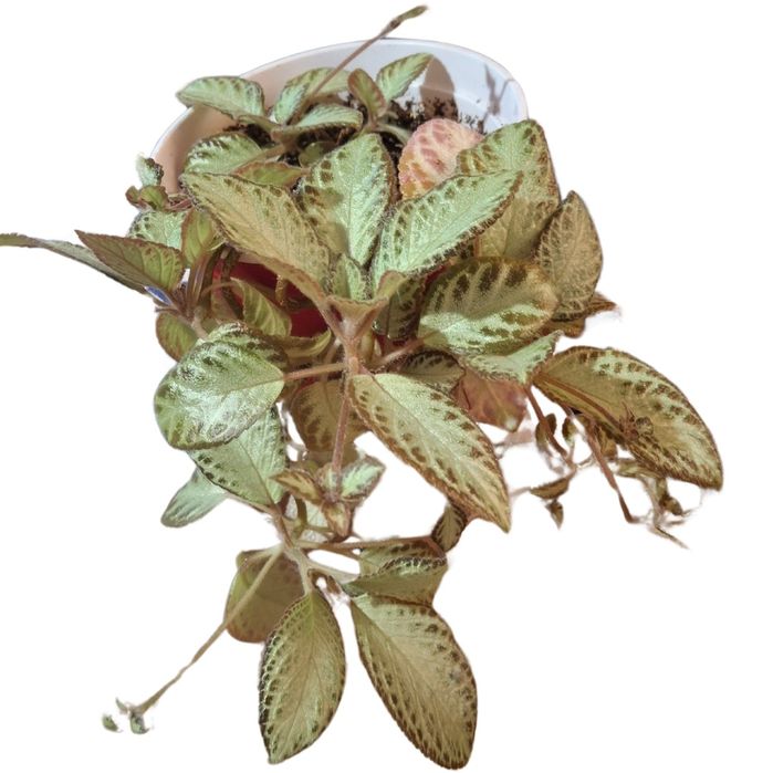 Вкоріна епісція. Кімнатні рослини