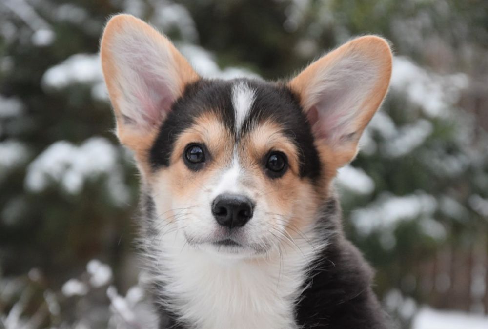 Королівський Вельш Коргі Пемброк.
