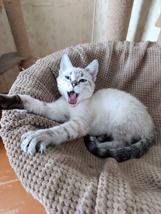 Отдам котёнка-мальчика