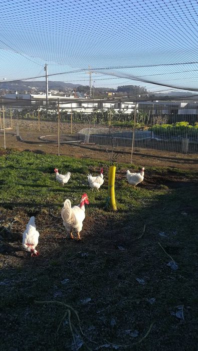 Ovos de Galinha Branca Portuguesa