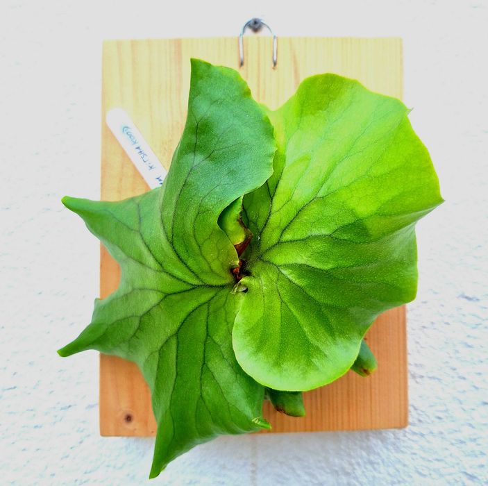 Platycerium kitshakood