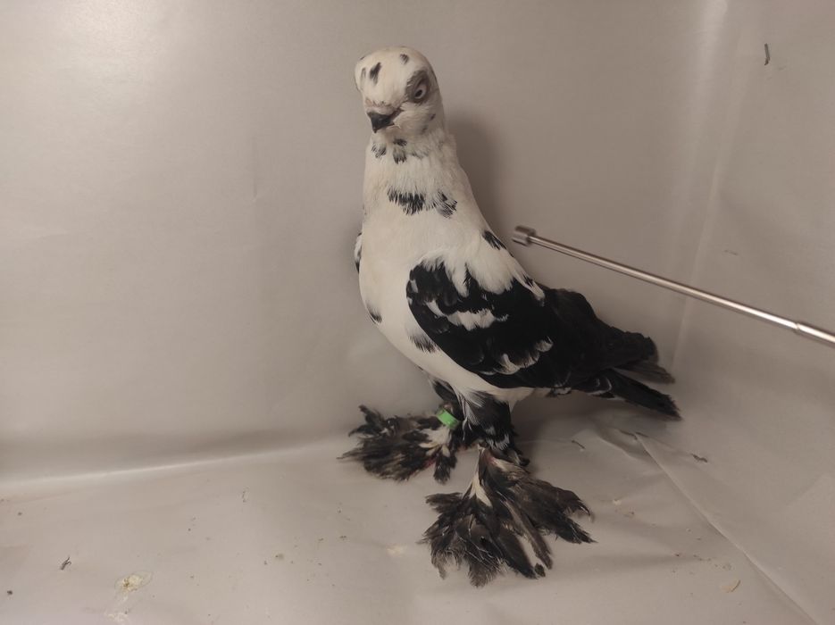 Sprzedam Motyl Warszawski czarny