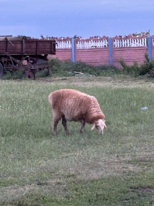 Барашек| ягня | баранчик | баран | вівці