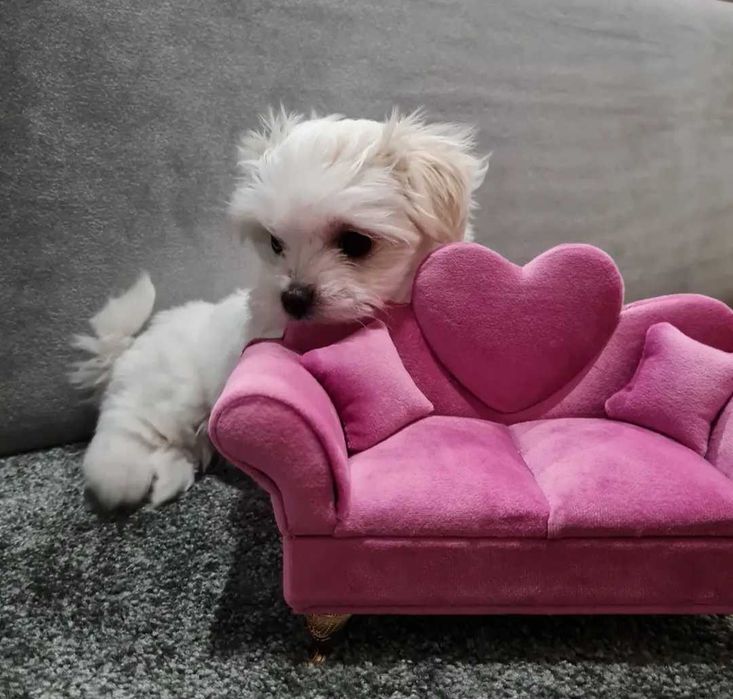 Maltańczyk UCI maleńka suczka