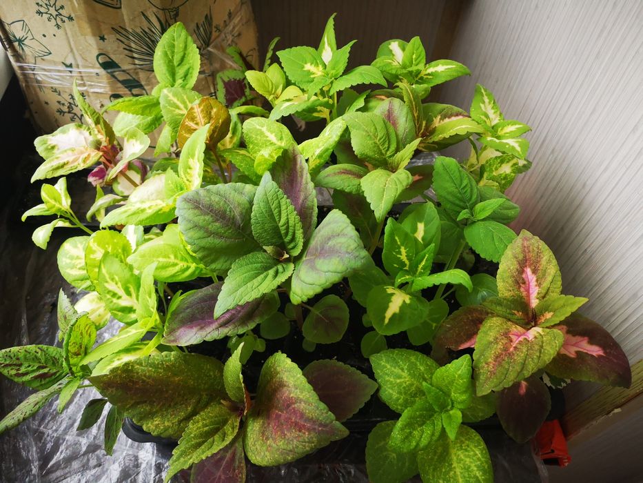 Розсада/ вкорінені живці колеус