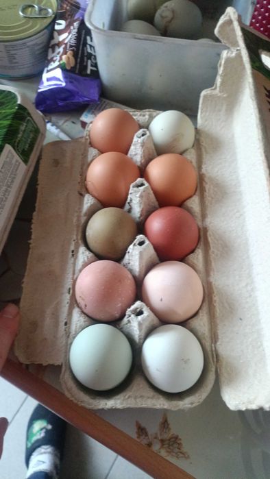 Продам ія пасхальних помісних курей