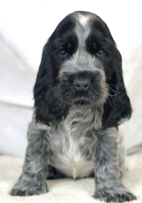 Cocker spaniel angielski Samiec blue roan