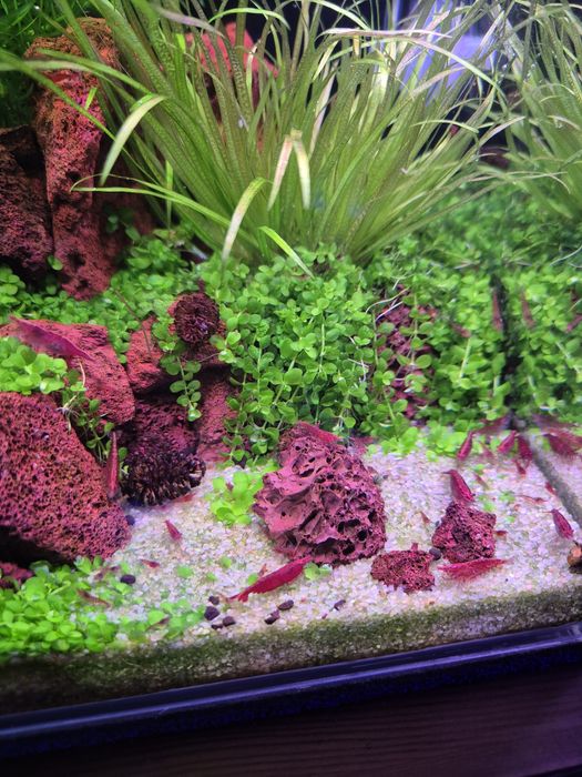 Akwarium Krewetkarium 10l z życiem 20x20x25cm optiwhite komplet