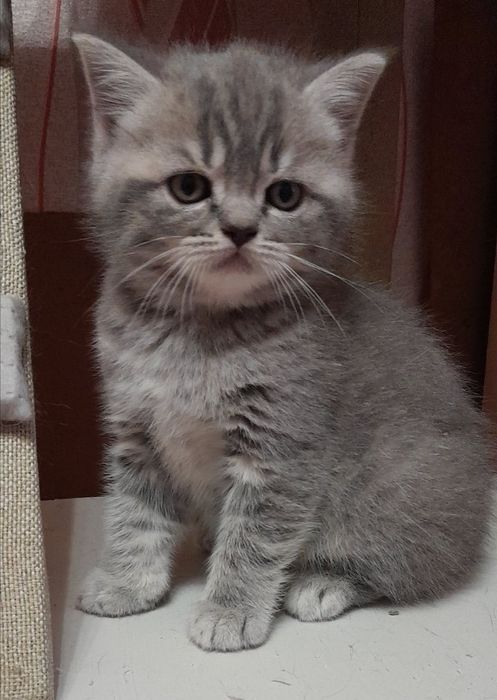 Шотландська пушишка