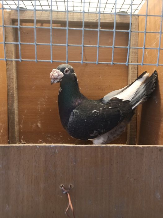 Gołębie staropolskie samiec