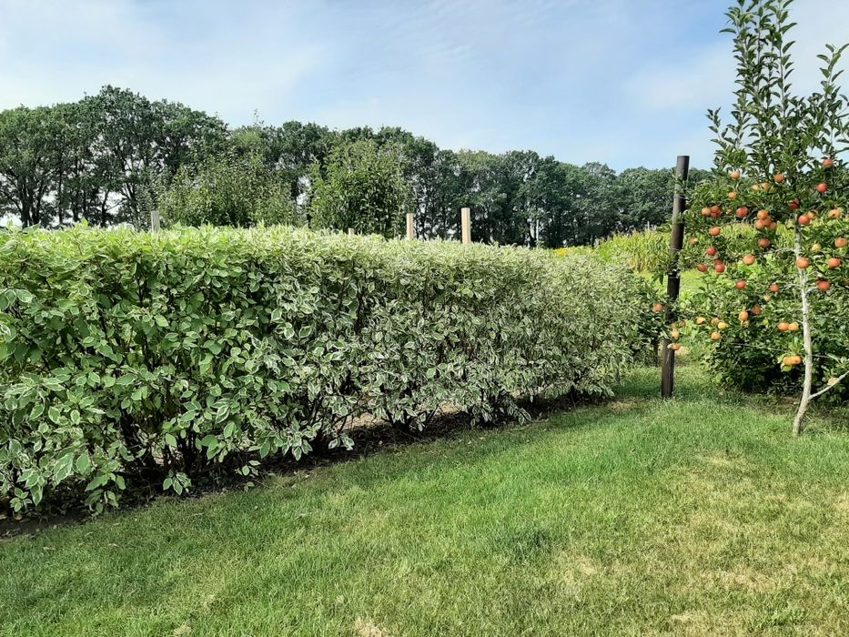 Дерен Елегантисима