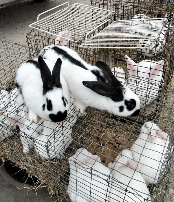 Кролики Термонська біла, Європейська шиншила, Строкач. Різний вік, цін