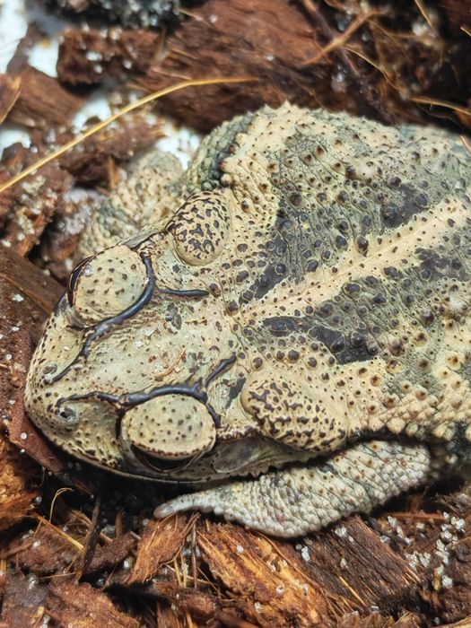Sprzedana Ropucha Lamparcia promocja do końca czerwca