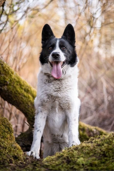 Mix ras Border Collie i Siberian Husky. Mądry, piękny i przyjazny pies