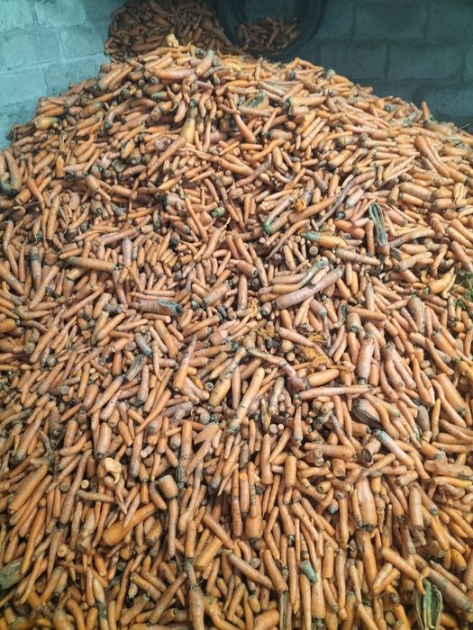 Marchew odpadowa  Cebula