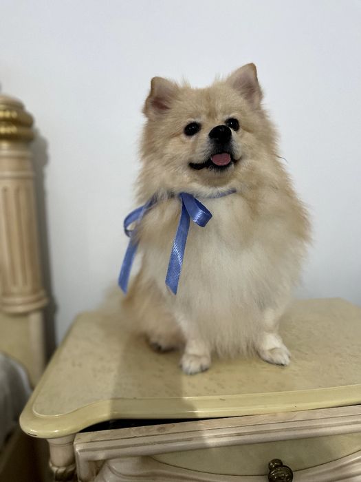 Померанські шпіци — Маленькі моделі для обіймів