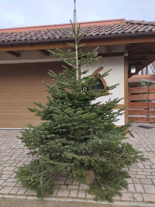 Jodła Choinki Świerki Szkółka  Swarzędz-Zalasewo Mokra 6
